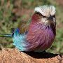 Tanzania, Serengeti- Lilac Brested Roller
